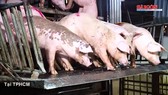 TPHCM: Quyết tâm kiểm soát, ngăn chặn bệnh dịch tả heo châu Phi lan rộng