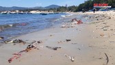 Cận cảnh bãi biển đẹp như tranh bị “đầu độc” bởi rác thải