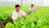 Bình Phước: Xây dựng các mô hình điểm liên kết theo chuỗi giá trị