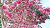 Hoa kèn hồng