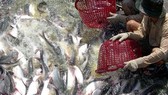 Liên kết để tạo chuỗi giá trị cá tra