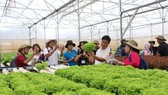 Tham quan các mô hình trồng rau công nghệ cao