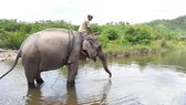 Voi nhà cuối cùng ở Bắc Tây Nguyên