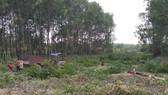 Dự án sân bay quốc tế Long Thành khởi động