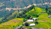 Thưởng ngoạn miền thượng du mùa lúa chín
