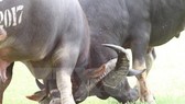 The Do Son Buffalo Fighting Festival was recognised as national intangible cultural heritage by the Ministry of Culture, Sports and Tourism in 2013 (Photo: VNA)