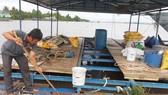 Nhiều bè cá trên sông Tiền chết chưa rõ nguyên nhân