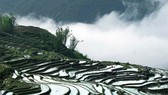 Sapa