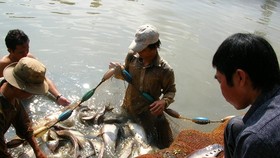 Fish breeders in Vi Thuy District are harvesting that lat fish (Photo: SGGP)