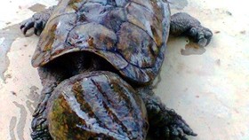 Big-headed turtles (Platysternon megacephalum) are among endangered species subject to the highest protection level under Vietnamese and international law (Photo: Education for Nature-Vietnam)