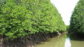 Coastal forests in Ca Mau province’s Ngoc Hien district (Photo: VNA)