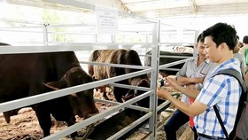 Dairy farmers turn to crossbred cattle