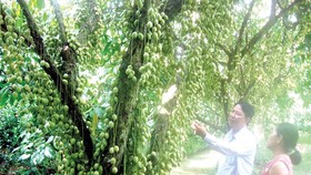 Mekong delta promotes Agritourism with farmer participation