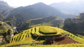 Terraced rice fields in Mu Cang Chai (Photo: VNA)
