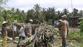 Sugarcane farmers suffer loss of $643 per hectare