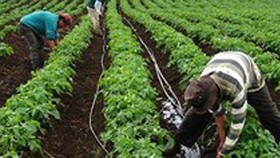 Drip irrigation increases crop productivity