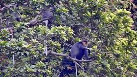 Grey-shanked douc langurs in Nui Thanh’s Hon Do mountain (Photo: baoquangnam.vn)