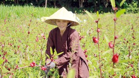 Chị Hà trong vườn Atiso đỏ đang kết quả. Ảnh: NGUYỄN TRANG