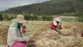 Tồn đọng hơn 280 tấn tỏi Lý Sơn, nông dân gặp khó