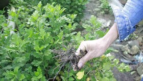 Người trồng hoa tết Quảng Ngãi lo lắng vì cây chậm phát triển