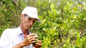 Bấp bênh vườn cây có múi