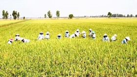 Xây dựng 30.000ha “cánh đồng lớn” gắn với nông dân