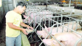 Tập trung xử lý chất thải trong chăn nuôi