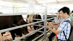 Bò thịt lai ngoại hấp dẫn nông dân