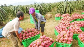 Lotte Mart hỗ trợ tiêu thụ thanh long Bình Thuận