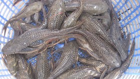 Cẩn trọng khi du nhập sinh vật ngoại lai