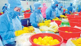 Công nghệ sau thu hoạch ngành hàng xoài