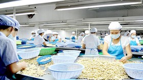 Phân loại hạt điều tại một công ty ở Bình Phước