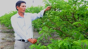 Ngọt thơm hương vị mãng cầu Bà Đen