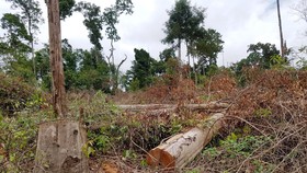 Phát hiện thêm 2 doanh nghiệp ở Lâm Đồng phá rừng trên đất dự án