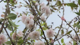 Hoa anh đào Nhật Bản được trồng tại Đà Lạt