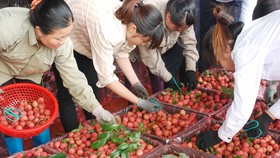 Giữa vụ, nông dân trồng vải đã “hái” 3.411 tỷ đồng