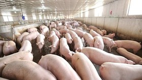 Ngăn chặn đại dịch, Việt Nam tạm ngưng nhập khẩu thịt heo từ Ba Lan và Hungary