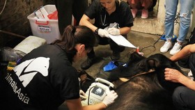 Các bác sỹ thú y gây mê cho gấu