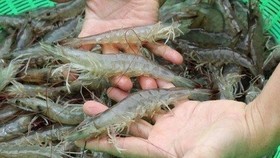 Vietnam has many opportunities to increase white-leg shrimp exports to the European Union (EU). (Source: vasep.com.vn)
