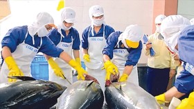 Seafood import enterprises call for help