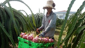 A farmer harvests dragon fruit in Binh Thuan province (Photo: SGGP)