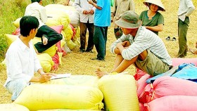 Traders buy rice in Mekong Delta (Photo: SGGP)