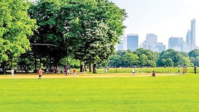 Green cover area reduces 50 percent in HCMC