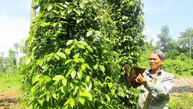 A man taking care of black pepper plants in Ba Ria-Vung Tau (Photo: SGGP)
