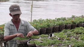 A farmer prepares Tet flower in Sa Dec flower village, Dong Thap province