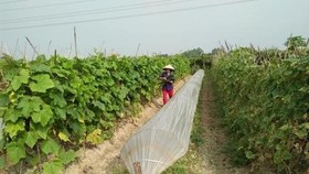 An organic vegetable farm in Hanoi (Source: VNA)
