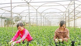 Farmers taking care of Lisianthus plants for the Tet holiday in Thai Phien flower village, Da Lat city (Photo: SGGP)