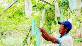 Mr. Tran Luong at Tuy Loan vegetable cooperative takes care of what is left after the flood (Photo: SGGP)