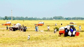 Cánh đồng mẫu lớn là mô hình sản xuất hiện đại giúp doanh nghiệp và nông dân gắn kết.
