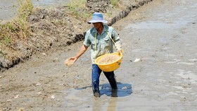 Giống dỏm hành nông dân